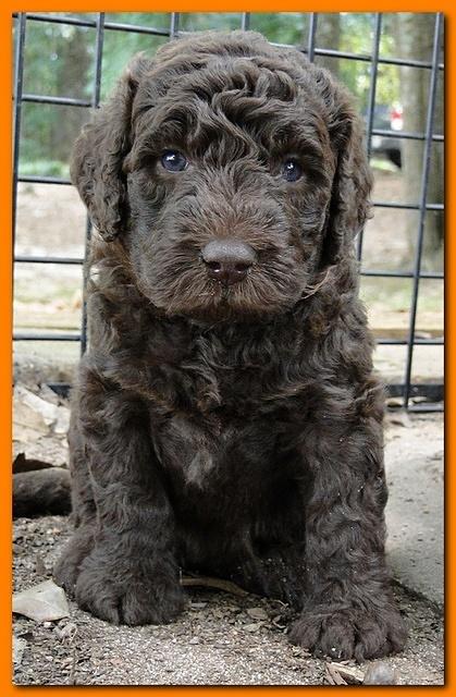 Tara Rascal puppies 4 weeks playing 017