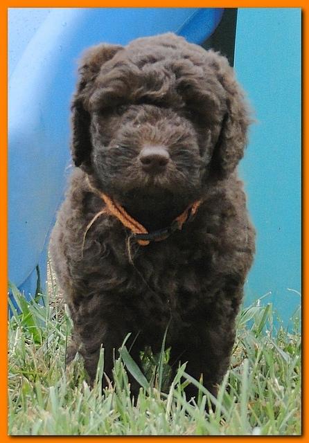 Tara Rascal puppies 5.5 weeks old 008