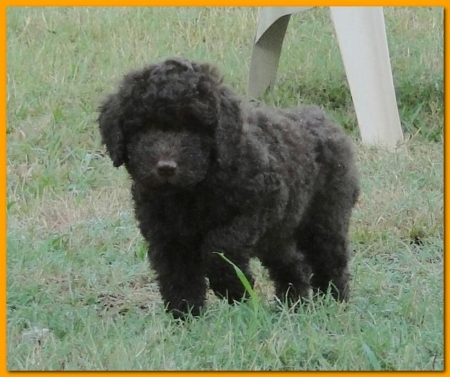 Tara Rascal puppies 7 weeks old playing 098