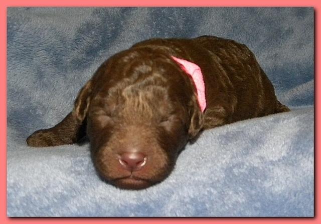 Tara Rascal puppies 1 week old 008