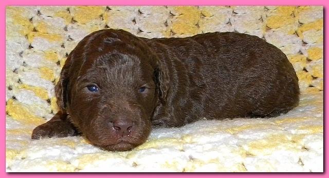 Tara Rascal puppies 2 weeks old 006