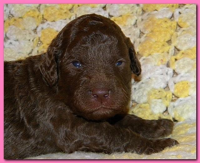 Tara Rascal puppies 2 weeks old 010