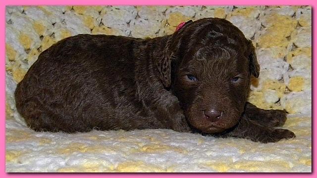 Tara Rascal puppies 2 weeks old 011