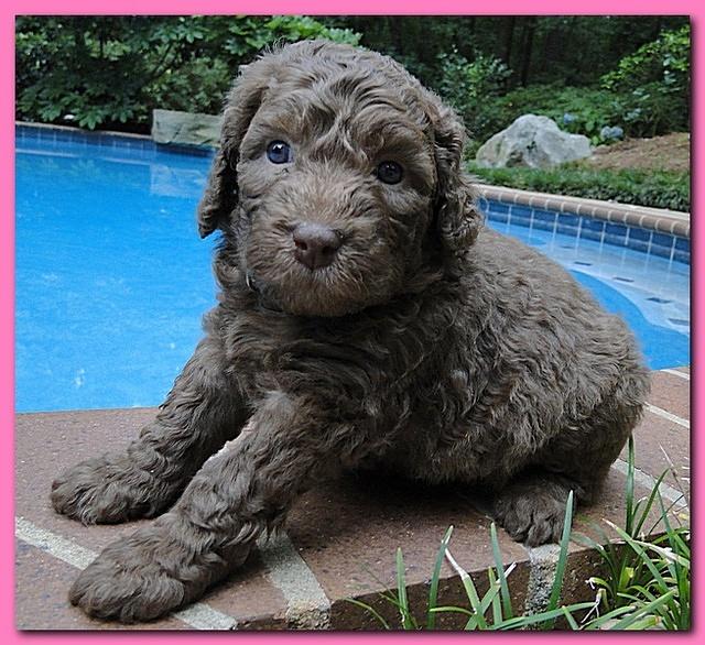 Tara Rascal puppies 4 weeks old pool wag 003