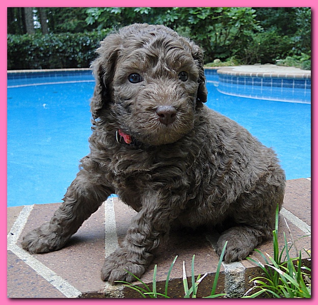 Tara Rascal puppies 4 weeks old pool wag 005
