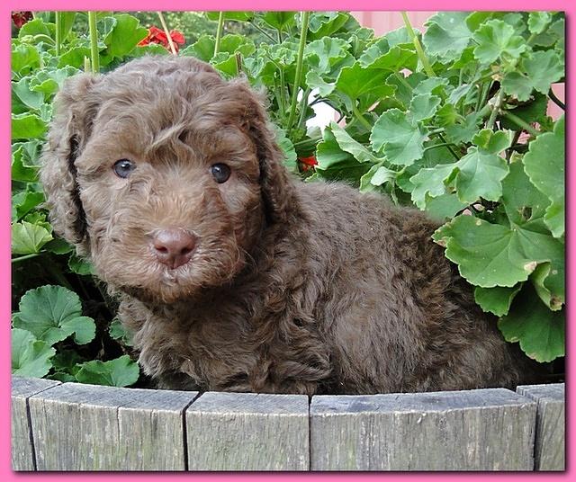 Tara Rascal puppies 5 weeks geraniums 012