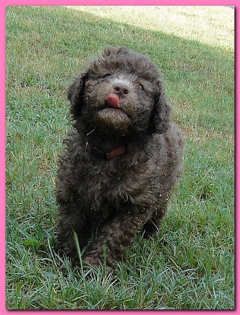Tara Rascal puppies 6.5 weeks old early am 047