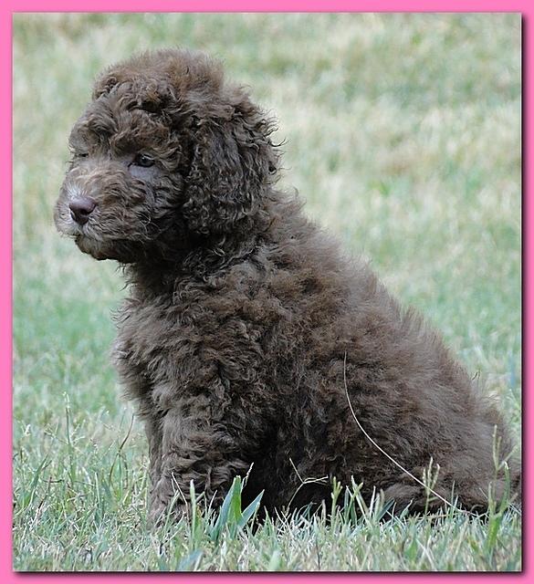 Tara Rascal puppies 7 weeks old playing 2 019