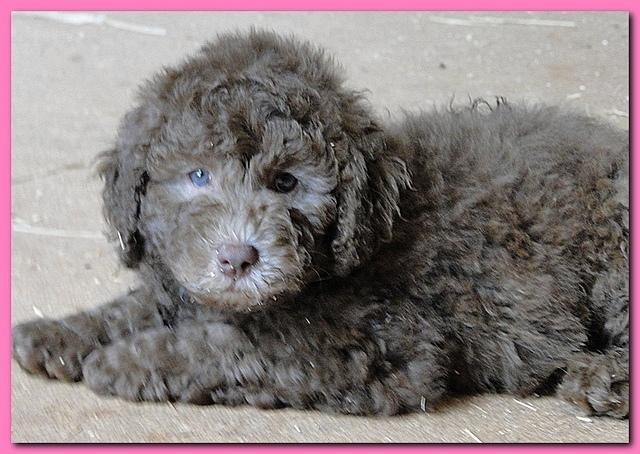 Tara Rascal puppies 7 weeks old playing 2 023