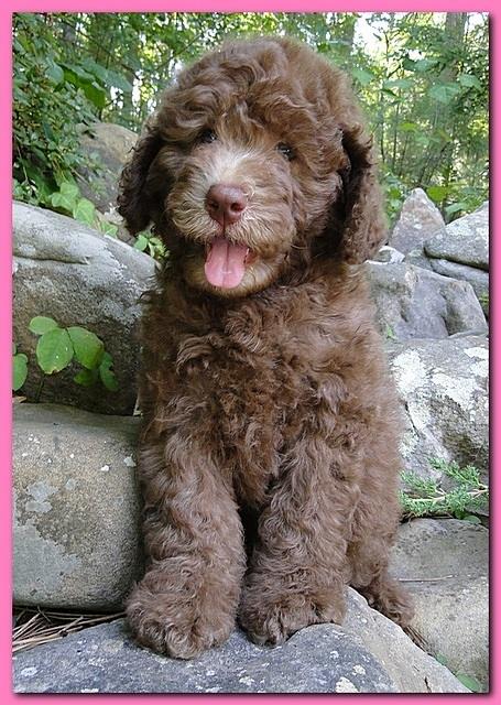 Tara Rascal puppies 8 weeks old pink 006