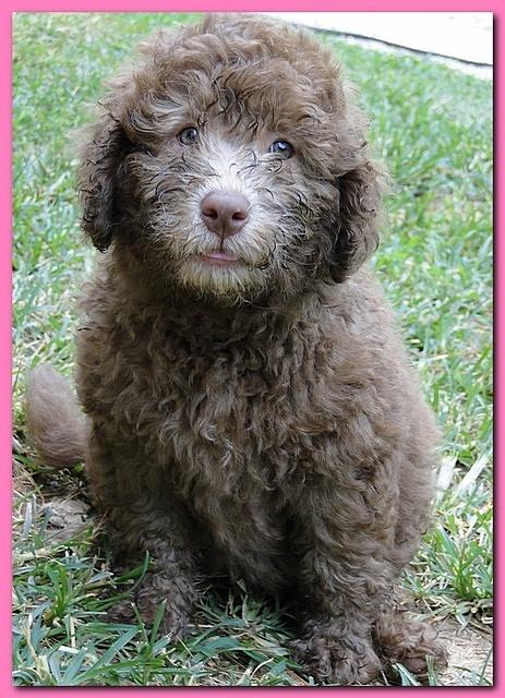 Tara Rascal puppies Pink girl 8.5 weeks