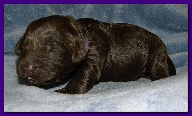 Tara Rascal puppies 1 week old 038