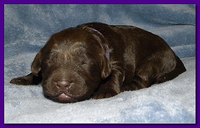 Tara Rascal puppies 1 week old 042