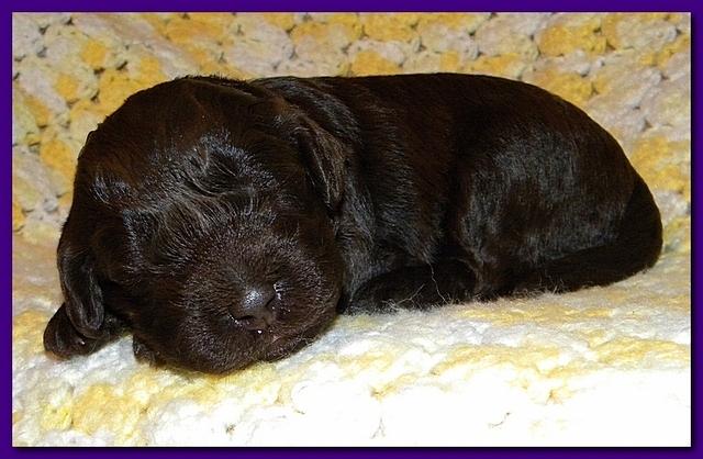 Tara Rascal puppies 2 weeks old 054