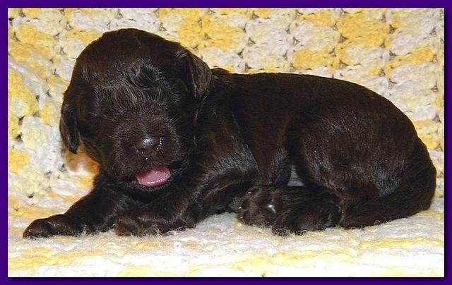 Tara Rascal puppies 2 weeks old 055