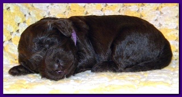 Tara Rascal puppies 2 weeks old 057