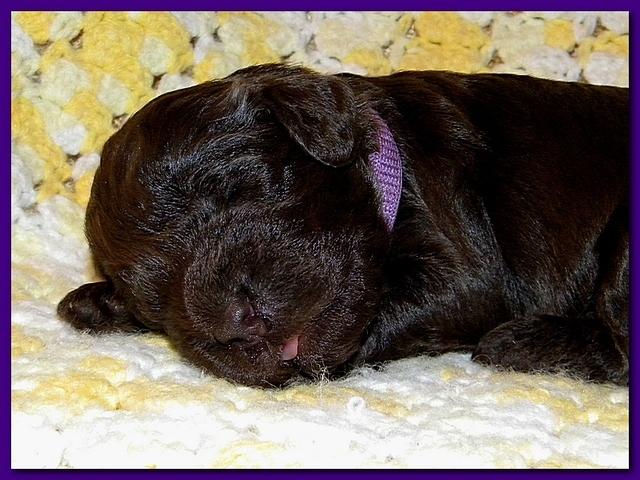 Tara Rascal puppies 2 weeks old 058