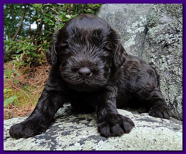 Tara Rascal puppies 3 weeks old 030