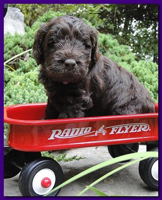 Tara Rascal puppies 4 weeks old pool wag 056