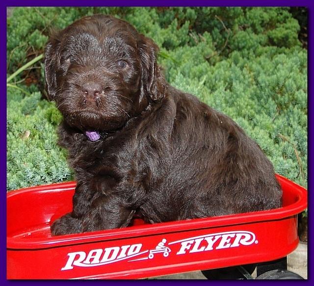 Tara Rascal puppies 4 weeks old pool wag 057