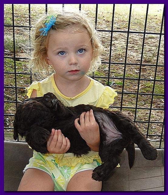 Tara Rascal puppies 4 weeks playing 003