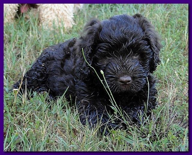 Tara Rascal puppies 6.5 weeks old early am 003