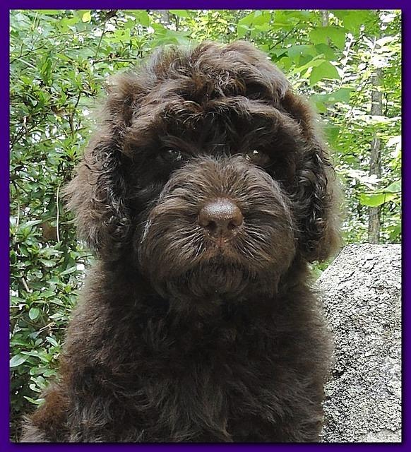 Tara Rascal puppies 8 weeks home 007