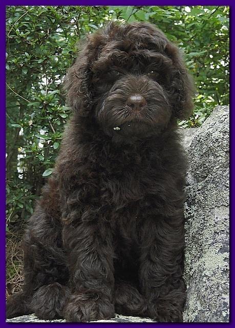 Tara Rascal puppies 8 weeks home 009