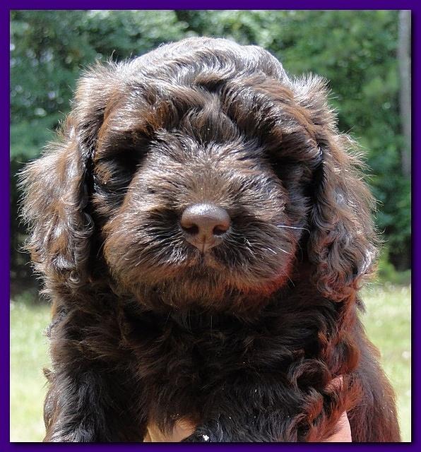 Tara Rascal puppies faces 5.8 weeks old 041