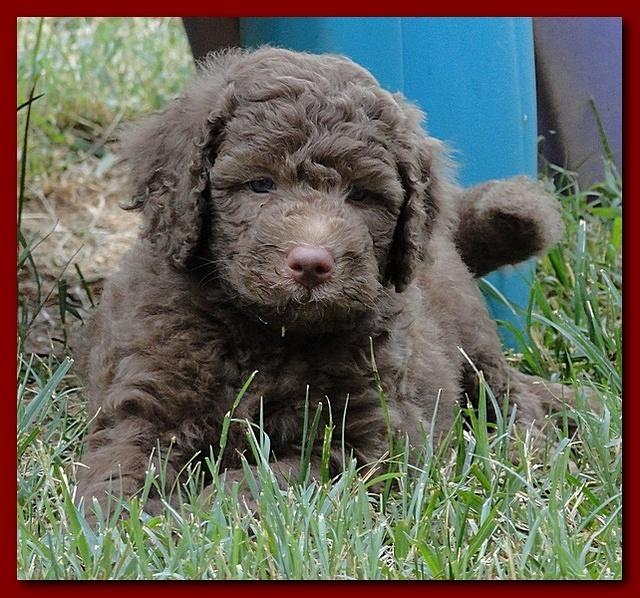 Tara Rascal 5.5 weeks old playing outside 013