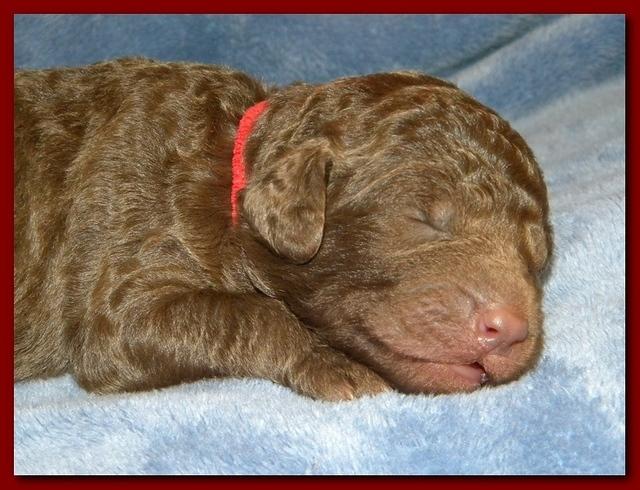 Tara Rascal puppies 1 week old 019