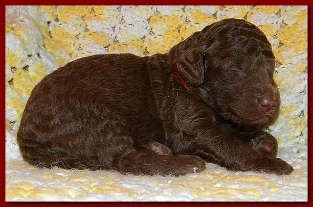 Tara Rascal puppies 2 weeks old 027