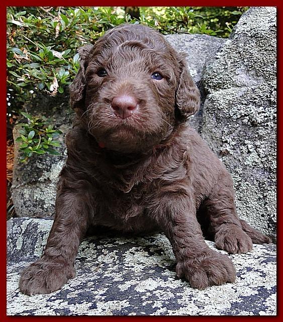 Tara Rascal puppies 3 weeks old 011
