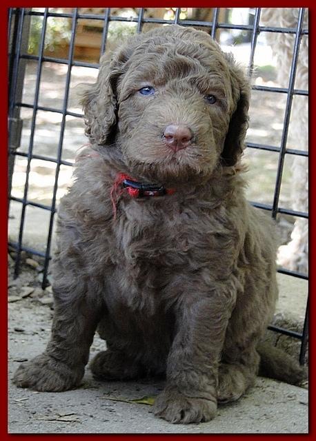 Tara Rascal puppies 4 weeks playing 2 021