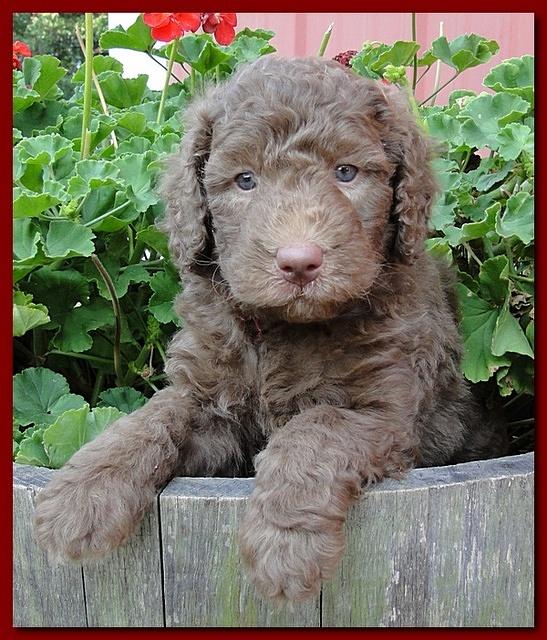 Tara Rascal puppies 5 weeks geraniums 028