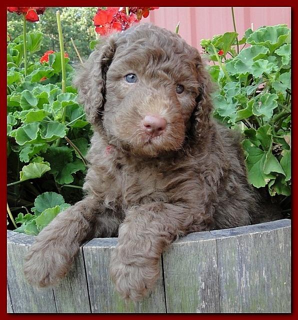 Tara Rascal puppies 5 weeks geraniums 030