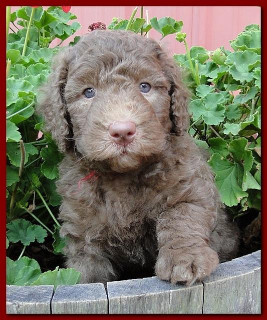 Tara Rascal puppies 5 weeks geraniums 031