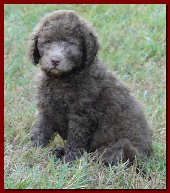Tara Rascal puppies 7 weeks old playing 081