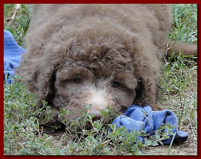 Tara Rascal puppies 7 weeks old playing 2 021
