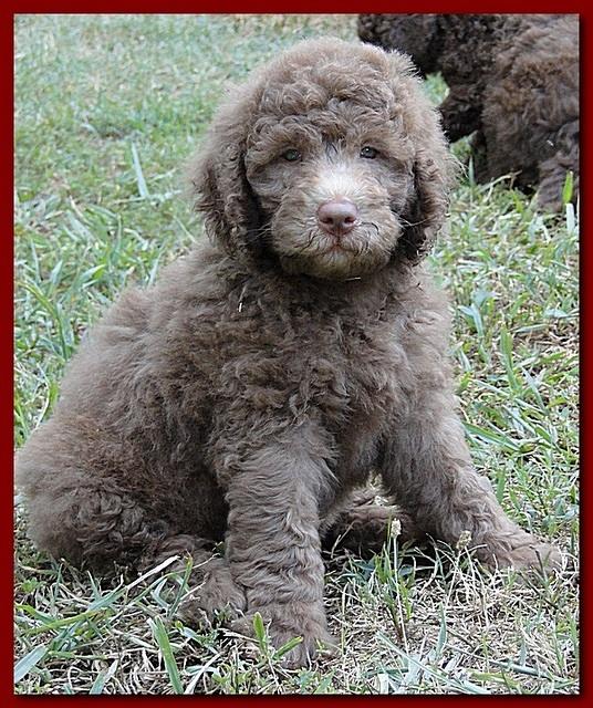 Tara Rascal puppies 7 weeks old playing 2 028