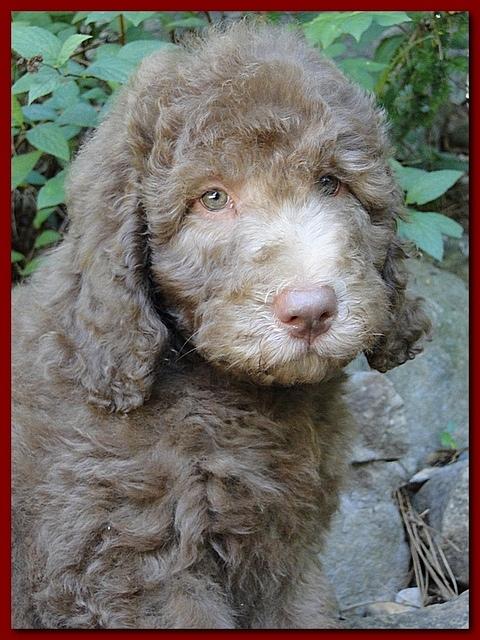Tara Rascal puppies 8 weeks old red 004