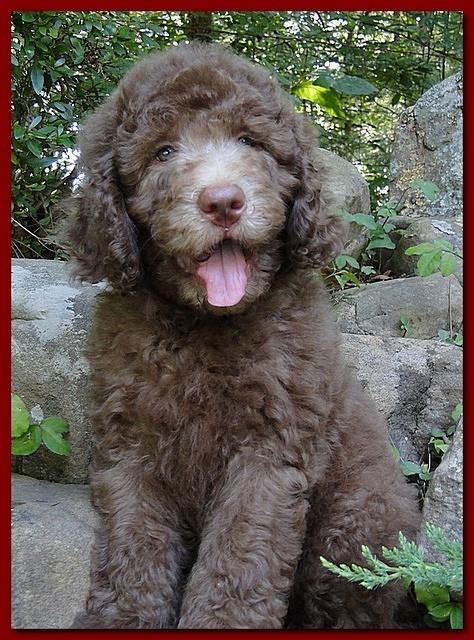 Tara Rascal puppies 8 weeks old red 015