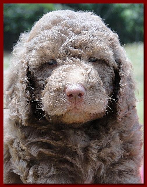 Tara Rascal puppies faces 5.8 weeks old 040