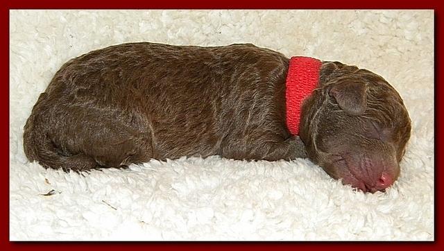 Tara Rascal pups one day old 017