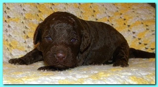 Tara Rascal puppies 2 weeks old 2 006