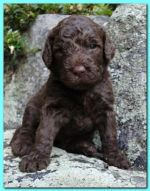 Tara Rascal puppies 3 weeks old 033