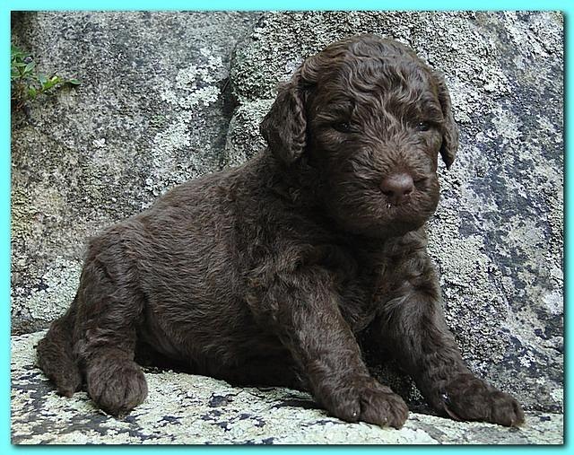 Tara Rascal puppies 3 weeks old 035