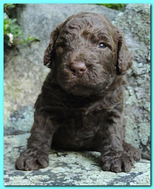 Tara Rascal puppies 3 weeks old 036