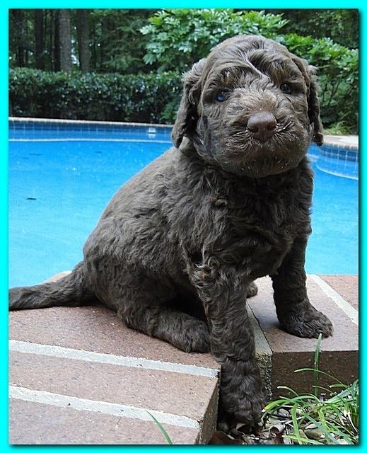 Tara Rascal puppies 4 weeks old pool wag 022