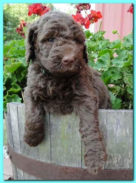 Tara Rascal puppies 5 weeks geraniums 015